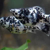 ماهی مولی انواع نژاد دم عقربی باله بادبانی خال دار