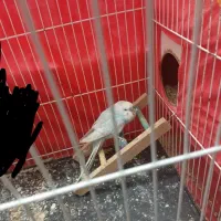 گم شده|حیوانات|تربت جام, معدآباد|دیوار