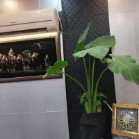 مغازه قولنامه حاج منصورملکیتی