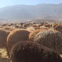 میش و بره جوان|حیوانات مزرعه|سنقر, |دیوار