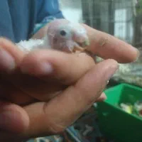 جوجه سرلاکی مرغ عشق ۳ عدد و عروس هلندی نر|پرنده|ماهدشت, |دیوار