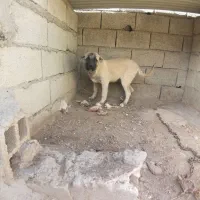 توله سرابی اصیل|سگ|بستان آباد, |دیوار