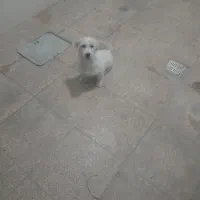 سگ ۵۰۰ تومن|سگ|محمدیه-قزوین, |دیوار