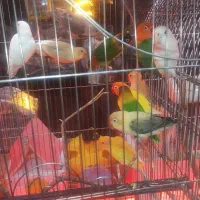 پرنده سرای سالار ویتانژی
