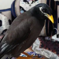 مرغ مینا، عروس هلندی|پرنده|شیراز, شهرک مهدی‌آباد|دیوار