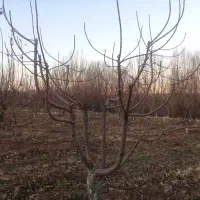 هرس و اسپار