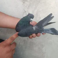 کبوتر|پرنده|الیگودرز, |دیوار