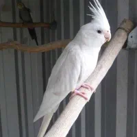 عروسهلندی
