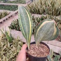 گیاهان اپارتمانی