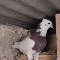 طوقی موش پا گمشده|پرنده|مرند, |دیوار