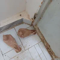 کفتر یا کبوتر|پرنده|تربت‌حیدریه, قائم|دیوار