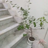 گل دیفن باخیا،سخره ای و گل کا غذی|گل و گیاه طبیعی|رشت, کوی مهر|دیوار