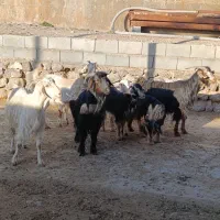 فروش بز ترکی|حیوانات مزرعه|مرودشت, محمد آباد|دیوار