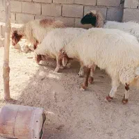 فروش گوسفند وورن چاق