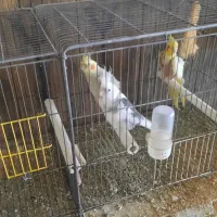 جفت طوطی عروس  و قفس و متعلقات قفس