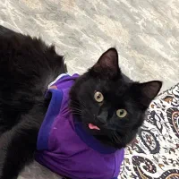 گربه لانگ هییر