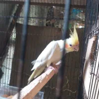 جفت عروس جفت رینبو اس|پرنده|لاهیجان, کوی استادان|دیوار