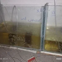 ماهیوآکواریوم باپاییه پرت پلارگوشت خواروگیاه خوار|ماهی|تهران, گرگان|دیوار