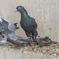 فی.لی ایاخ لی نر