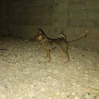 سگ پاه کوتاه|سگ|کرمانشاه, |دیوار