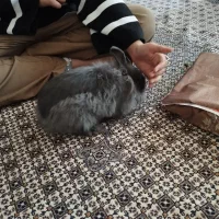 خرگوش لوپ|موش و خرگوش|ارومیه, |دیوار