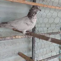 کبوتر پرشی|پرنده|فردیس, سپید دشت|دیوار