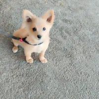 پامر روباهی