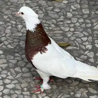کبوتر طوقی