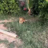 واگذاری|سگ|اهواز, آریاشهر|دیوار