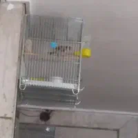 سهره دهن لر