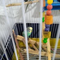 مرغ عشق تخمگذار