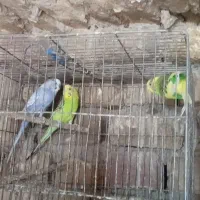 یه جفت مرغ عشق