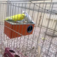 مرغ عشق|پرنده|اصفهان, مهدیه|دیوار