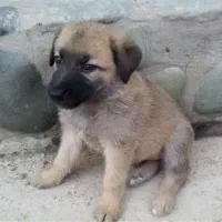 دو عدد توله سگ سرابی