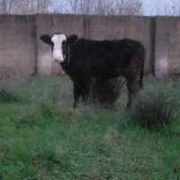 سلام یک عدد لیشه چالوسی|حیوانات مزرعه|خشکبیجار, |دیوار