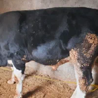 گوساله نر حدودا ۳۰۰ کیلو|حیوانات مزرعه|سرپل ذهاب, |دیوار