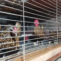 تخم مرغ برهما|حیوانات مزرعه|قائم‌شهر, |دیوار