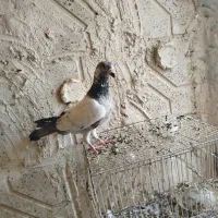 کفتر سار  ساده کلاغ دم سرخ