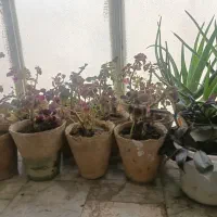حراج گل|گل و گیاه طبیعی|مشهد, بهمن|دیوار