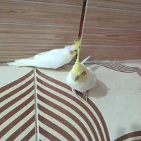 عروس هلندی|پرنده|رامشیر, |دیوار