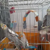 عروس هلندی بازی گوش و دستی|پرنده|فولادشهر, B7|دیوار