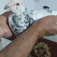کبوتر سار کاکل