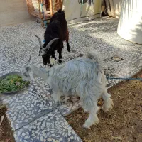 کهره نر و ماده