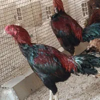 مرغ خروس لاری