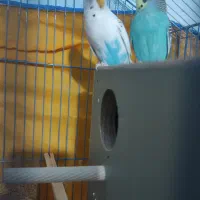 جفت مرغ عشق|پرنده|بم, |دیوار