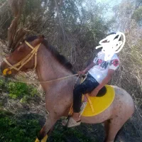 اسب گمشده|حیوانات|سعدآباد, |دیوار