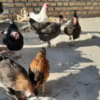 مرغ محلی|حیوانات مزرعه|سبزوار, امیر کبیر|دیوار