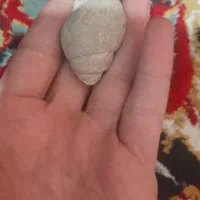 فسیل|کلکسیون اشیاء عتیقه|جلفا, |دیوار