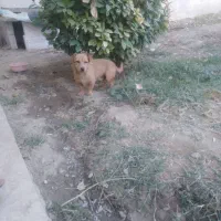 سگ پاکوتاه بیا ببین آتیش زدم به مالم بخاطر عیالم|سگ|مشهد, توس (بلوار توس)|دیوار