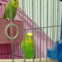 یک جفت مرغ عشق|پرنده|مشهد, نظام دوست|دیوار